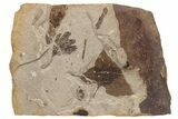 Fossil Leaf (Gingko & Others) Plate - McAbee, BC #237738-1